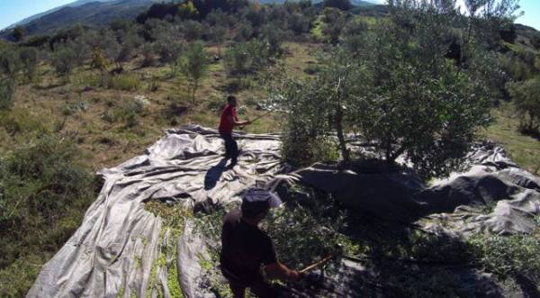 Απροστάτευτες από το δάκο 14 περιοχές της Μεσσηνίας (βίντεο)