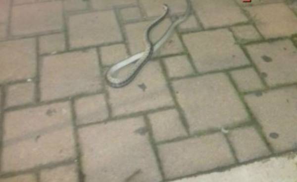 Μεσολόγγι: Φίδι εμφανίστηκε στο κέντρο της πόλης - Άρχισαν να ουρλιάζουν οι περαστικοί