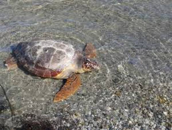 Σεμινάριο διάσωσης θαλάσσιας χελώνας στο Δημαρχείο Πύλου