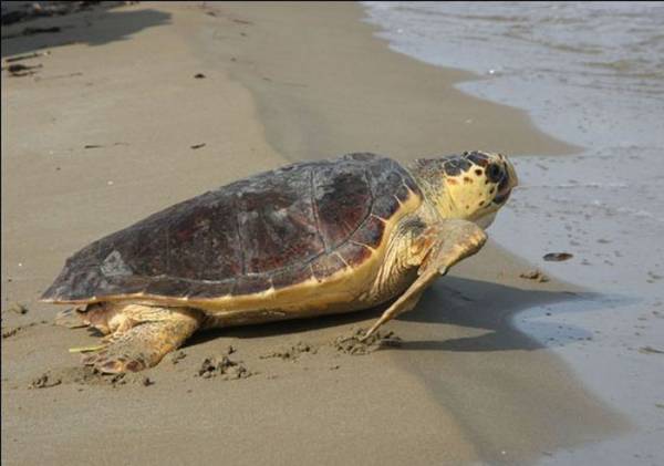 Ξεκοίλιαζαν νεκρή χελώνα για να πάρουν το καβούκι σε παραλία της Κυπαρισσίας