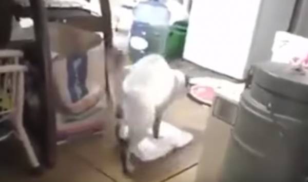 Η γάτα, που καθαρίζει το σπίτι! (βίντεο)