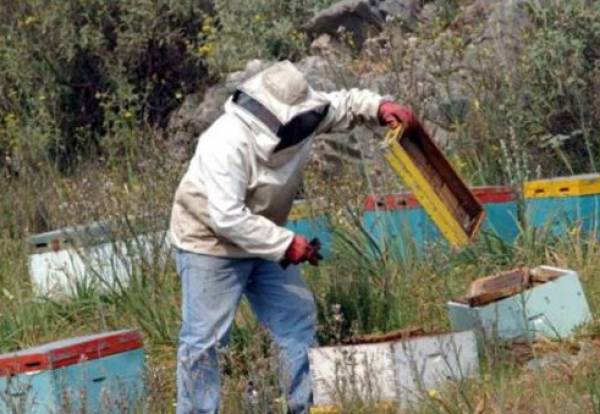 Ταχύρρυθμη εκπαίδευση μελισσοκομίας