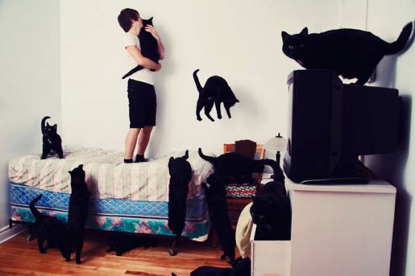 ”Cat lovers”