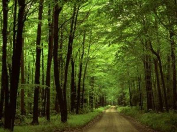Απαγόρευση κυκλοφορίας σε δάση και ορεινούς όγκους