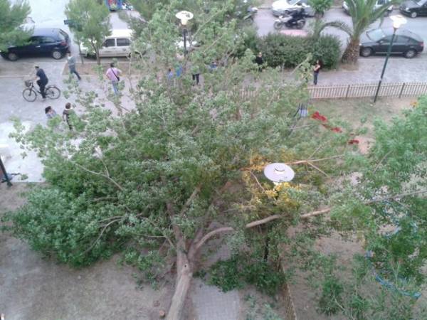 Δέντρο έπεσε σε παιδική χαρά στην Καλαμάτα και τραυμάτισε ανήλικη