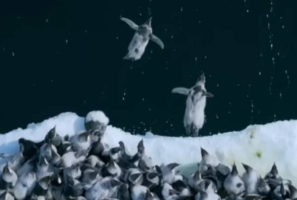 Πιγκουινάκια πηδούν από βράχο 15 μέτρων για να φάνε - Εντυπωσιάζουν τα σπάνια πλάνα